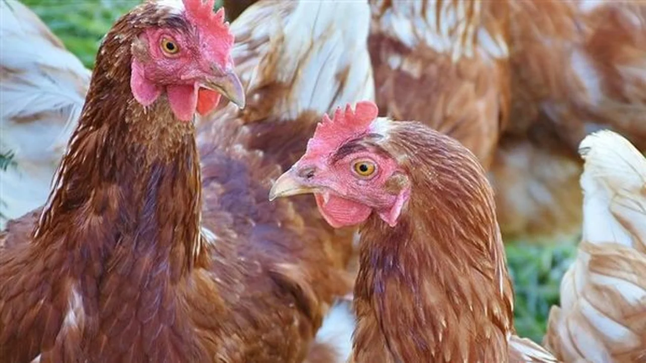 أسعار الدواجن والبيض الأحد 14 ديسمبر 2025 تحدد اتجاهات السوق وتؤثر على ميزانية المستهلكين